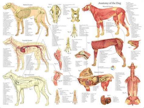 Dog Muscular Muscles Skeletal Nerves Canine Anatomy Poster 18 X 24 ...