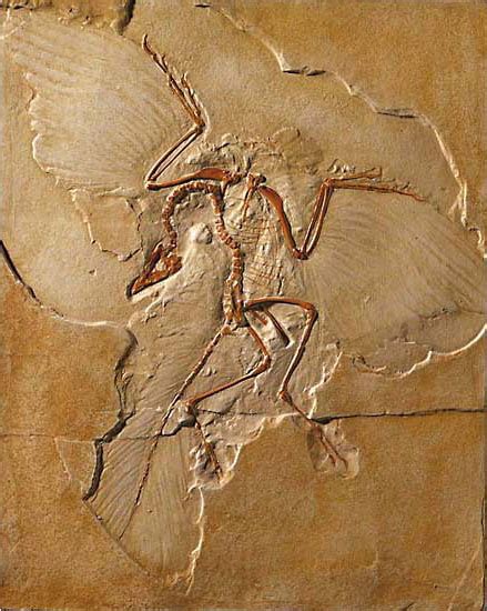 Archaeopteryx Fossil