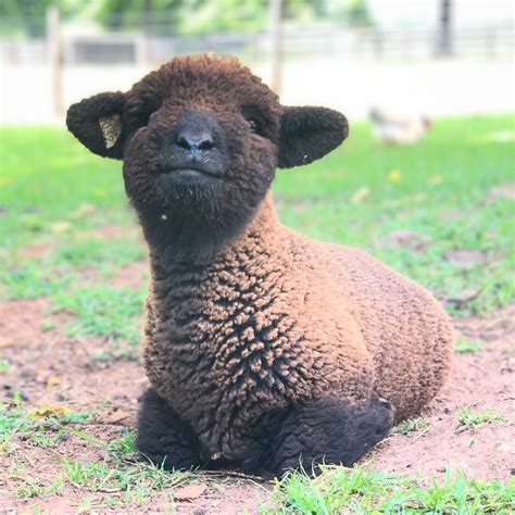 ️ ️Pure Happiness! ️ ️ | Baby sheep, Babydoll sheep, Animals