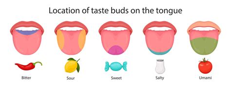 Taste buds of the tongue, sour, sweet, bitter, salty and umami taste ...