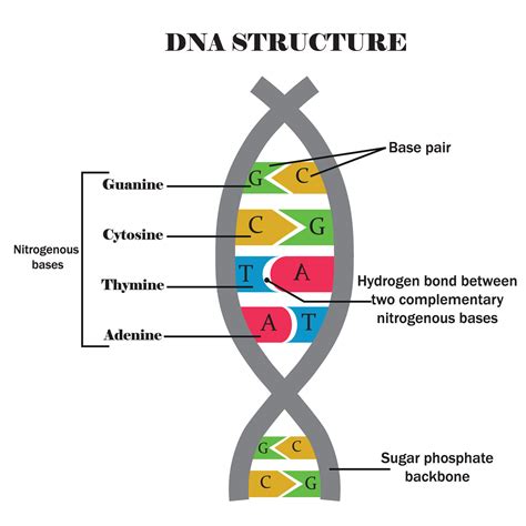 DNA structure. DNA with its components, cytosine, guanine, adenine ...