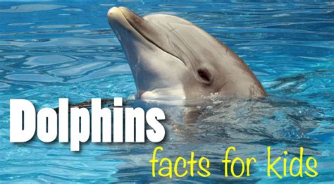 Dolphin Information & Facts About Dolphins For Kids