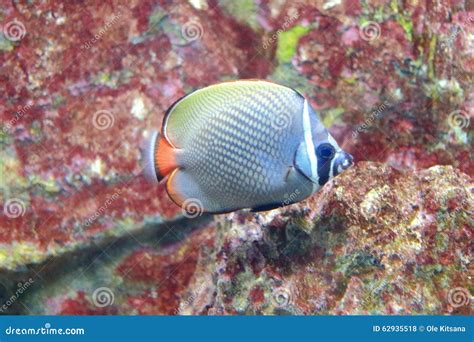 Pearlscale butterflyfish stock photo. Image of aquarium - 62935518