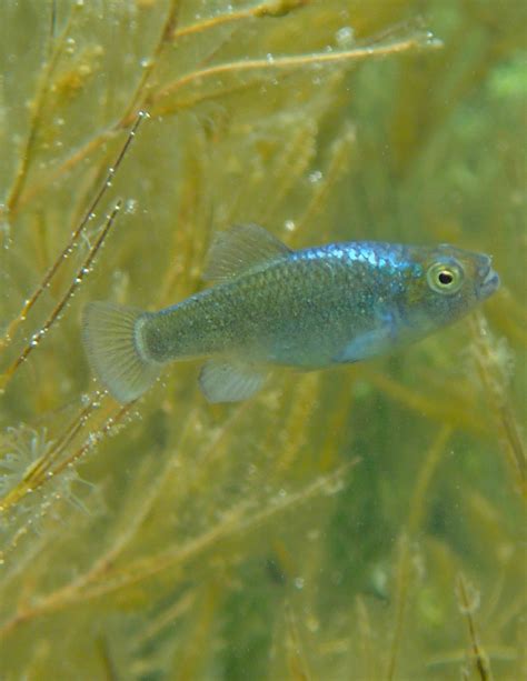 Jawing away: Bahama pupfish study identifies candidate genes driving ...