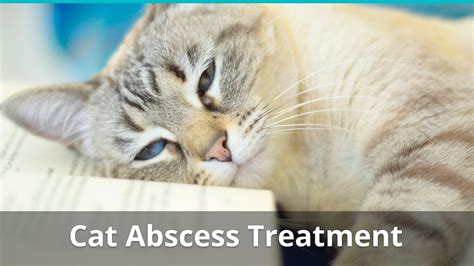 Cat Abscess Treatment Information and Guide | How To Treat At Home