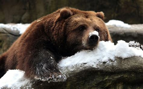 animals, Bears HD Wallpapers / Desktop and Mobile Images & Photos