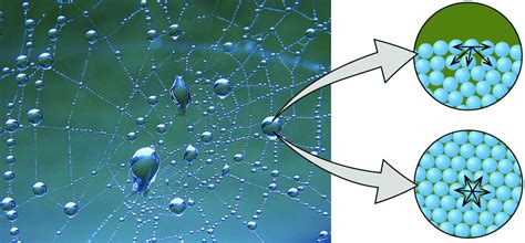 (37) Cohesion and adhesion of water (article) | Khan Academy Khan ...