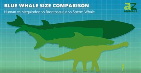 Blue Whale Size Comparison: Just How Big is the Biggest Animal in the ...