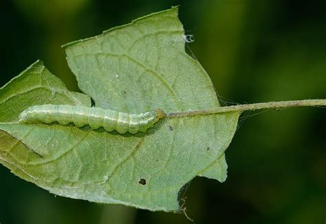 Leaf Roller On Wingstem | Flickr - Photo Sharing!