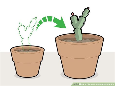 How to Prune a Christmas Cactus: 12 Steps (with Pictures)