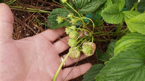 Strawberry varieties from seed - General Fruit Growing - Growing Fruit