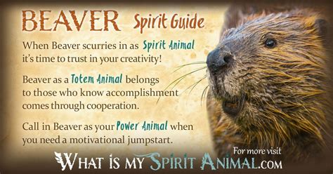 Beaver Symbolism & Meaning | Spirit, Totem & Power Animal