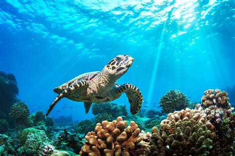 Plan aims to ensure survival of sea turtles - Cayman Compass