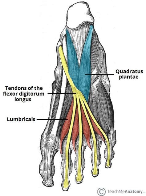 Muscles of the Foot - Dorsal - Plantar - TeachMeAnatomy