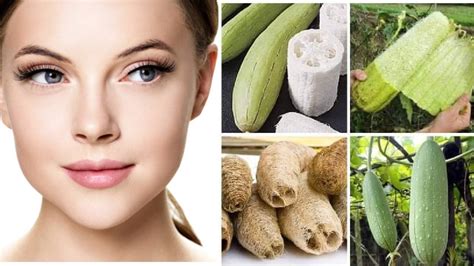 UNBELIEVABLE HEALTH BENEFITS OF VEGETABLE SPONGE (LUFFA CYLINDRICA ...