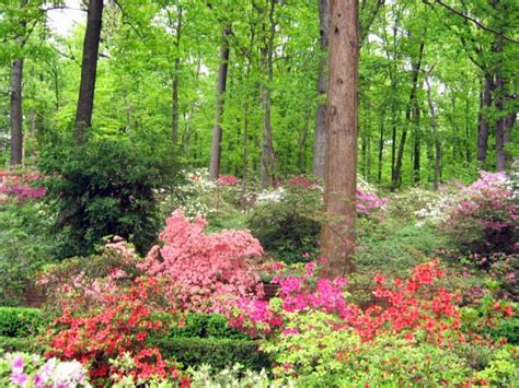 What Annual Flowers Do Well In The Shade - my flowers wallpaper