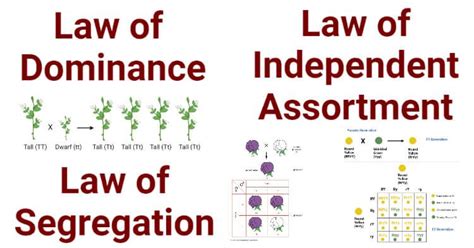 Mendel’s 3 Laws (Segregation, Independent Assortment, Dominance ...