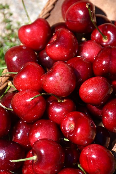 Sweetheart Cherry (Prunus avium 'Sweetheart') in Boston Hopkinton ...