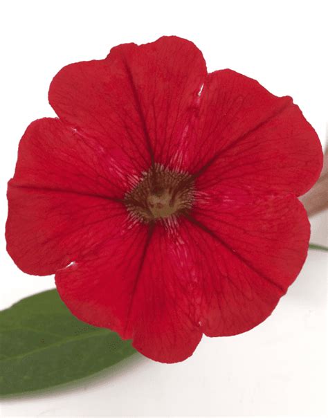 Million Bells Bouquet Red | The non stop blooming Calibrachoa