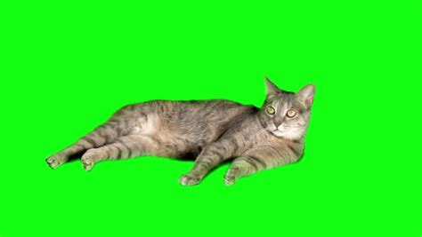 Cat On Green-Screen Stock Footage Video 4522031 - Shutterstock