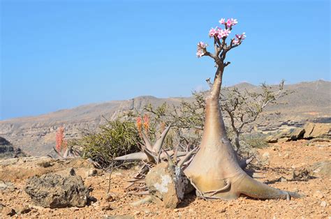 Discover Socotra: The Most Alien-Looking Place on Earth - The life pile