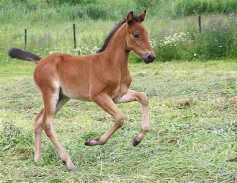 Baby Horse: What is It Called, Facts, Pictures