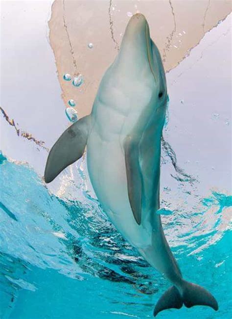 The Story Of Winter The Dolphin And Her Prosthetic Tail