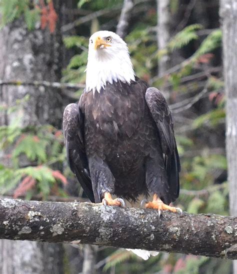 Bald Eagle Sitting On A Branch Photograph by Ashleigh Gagnon