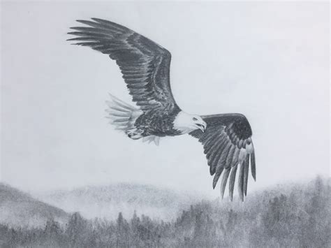 Flying Eagle Pencil Drawing at GetDrawings | Free download