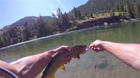 Fly fishing Snake River Wyoming - YouTube