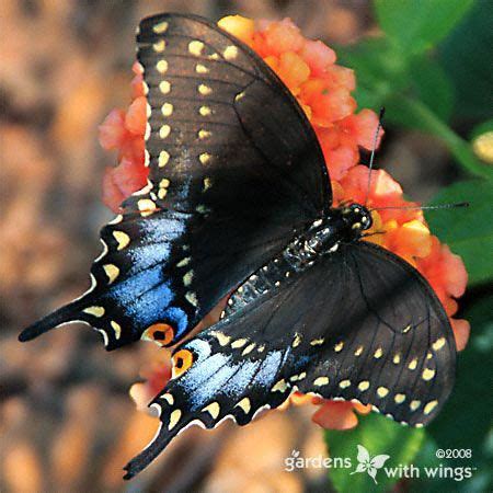 Black Swallowtail Butterflies | Gardens with Wings