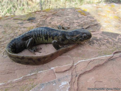 Arizona Tiger Salamander (Ambystoma mavortium nebulosum)