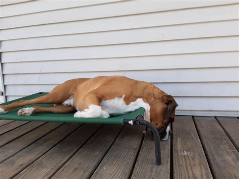 I give you... classic strange boxer sleeping position option 1 of many ...