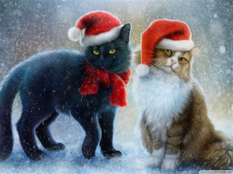 Cute Winter Cat Wallpapers - Wallpaper Cave