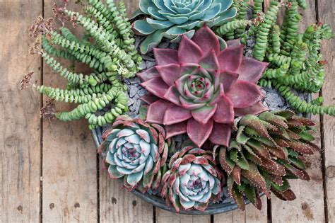 Types of succulents to grow - Gardens Illustrated