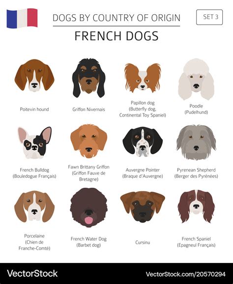 Dogs by country of origin french dog breeds Vector Image