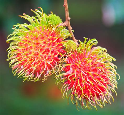 How To Grow Rambutan Fruit Trees - Where Can You Grow Rambutans ...