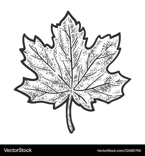 Discover 82+ canadian maple leaf sketch latest - seven.edu.vn