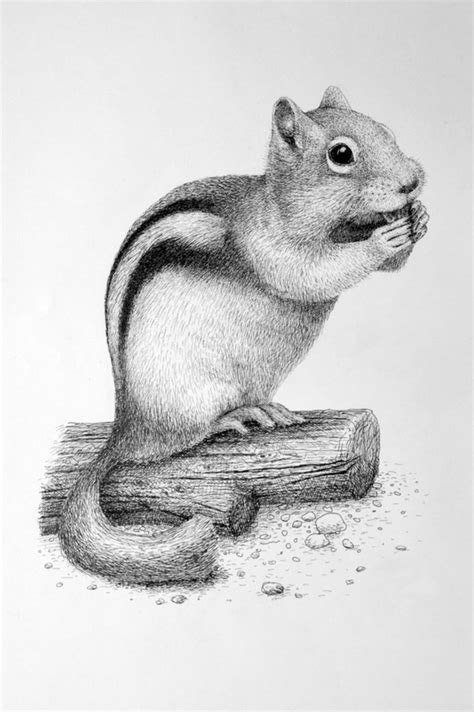 Easy Pencil Drawing Ideas Animals | Images and Photos finder