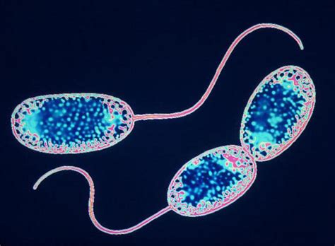 Of nitrifying bacteria. The importance of nitrifying bacteria