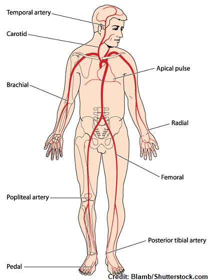 Pulse Points Nursing Assessment