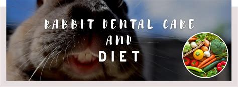 ᐅ Rabbit Dental Care and Diet | Best Care