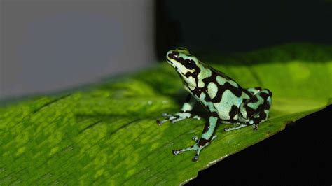 Green & Black Poison Dart Frog | Elmwood Park Zoo