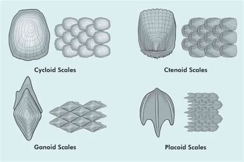 Fish Scales: Types, Functions And Uses - Fish Article