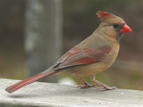 File:Northern Cardinal Female-27527.jpg - Wikipedia