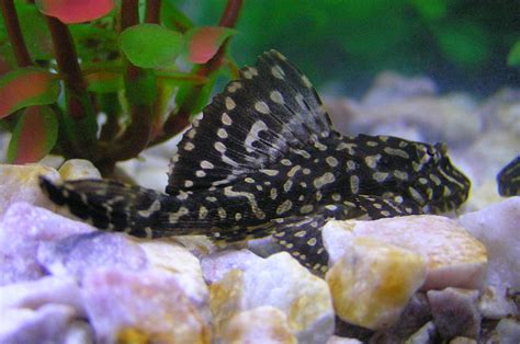 Top 5 Algae-Eating Fish for a Freshwater Aquarium - PetHelpful