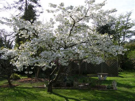 Cherry Stella Fruit Dwarf Tree | Fruit Trees