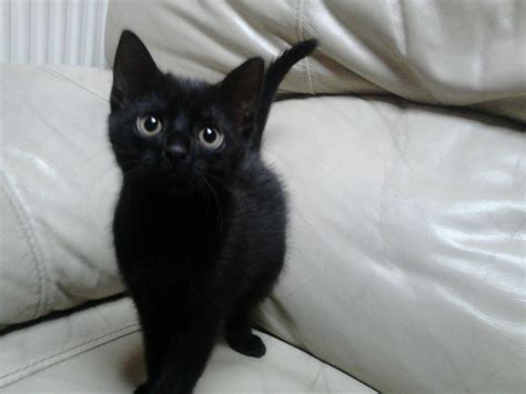 cute black kittens - Kittens Photo (41556718) - Fanpop