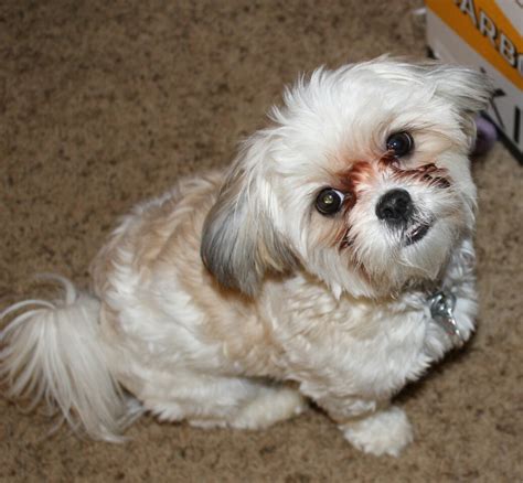 Are Maltese And Shih Tzu Related