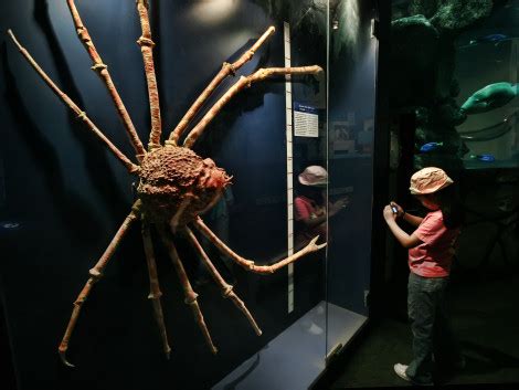 The Nature Geek: What's the Big Deal? The Japanese Spider Crab